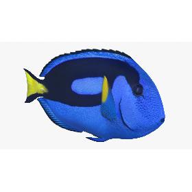 Blue Tang (Animated) 3D